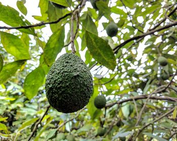 Low angle view of fruits hanging on tree