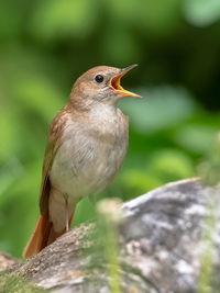 Close-up of bird perching