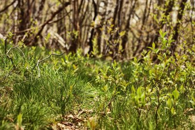 Close-up of grass growing in field