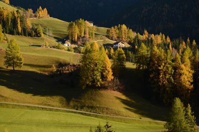 Scenic view of trees on field