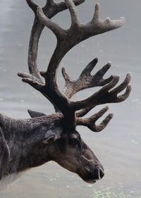 Close-up of deer on tree trunk