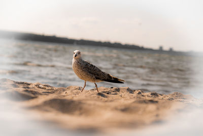 Seagull perching on beach