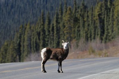 Portrait of horse standing on road in forest