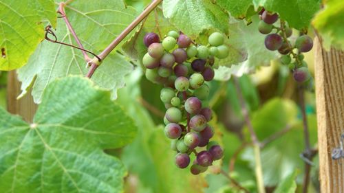 Close-up of grapes growing in vineyard