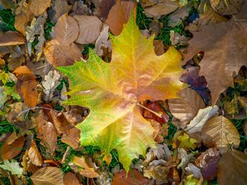 Close-up of yellow maple leaves on land