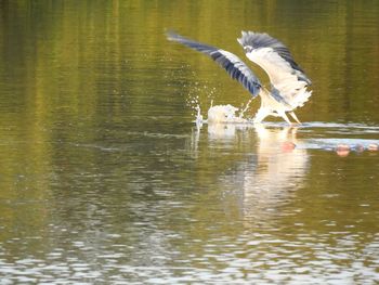 Bird flying over lake