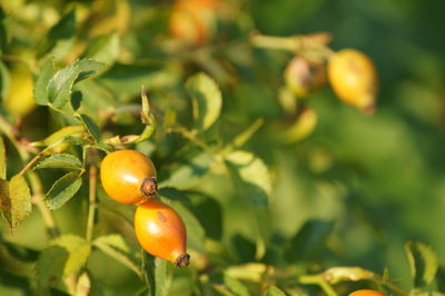 Close-up of fruit growing on plant