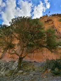 Low angle view of trees on mountain against sky