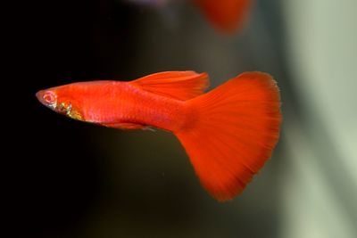 Close-up of orange red flower