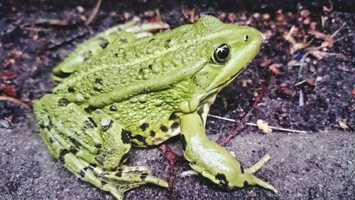 High angle view of green frog