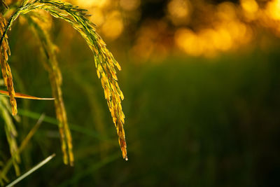 Close-up of crops on field