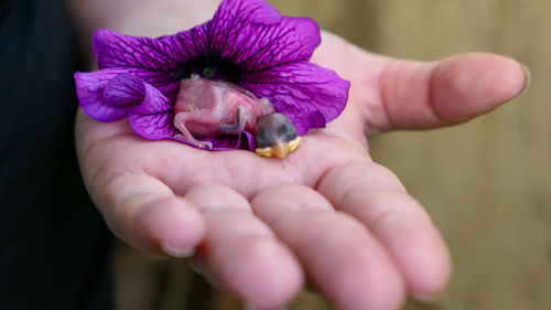 Fledgling chick that fell out of the nest in the woman arms with petunia flower close up