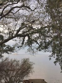 Tree by lake against sky