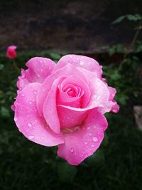 Close-up of pink rose