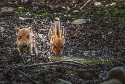 High angle view of animals in forest