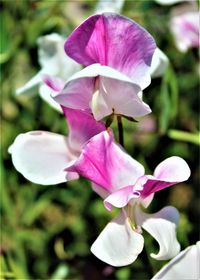 Close-up of pink flowering plant