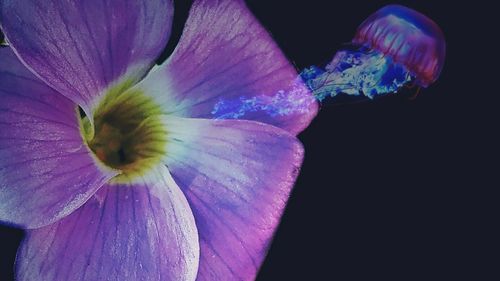 Close-up of purple flower