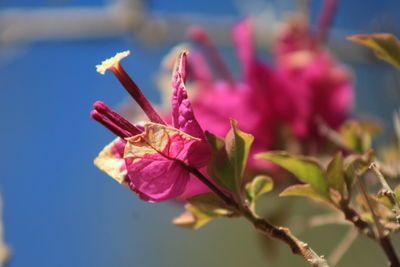 Close-up of pink flowering plant