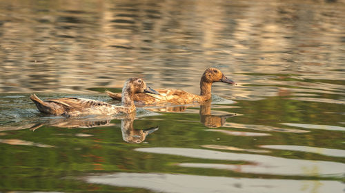 Birds swimming in lake