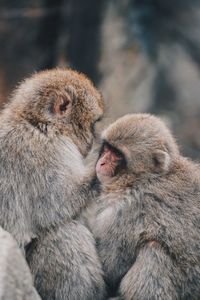 Portrait of a monkey