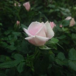 Close-up of pink flower blooming outdoors
