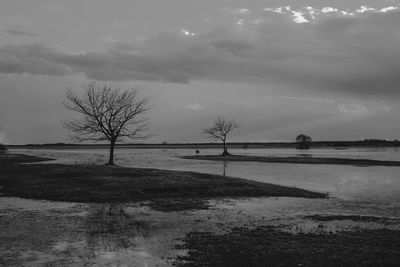 Bare tree by lake against sky