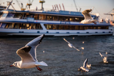 Seagulls flying in the sea