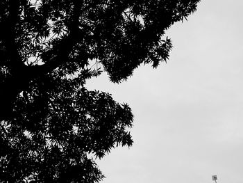 Low angle view of tree against sky