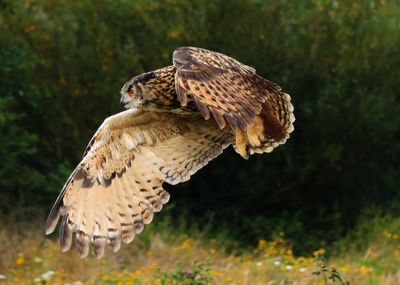 Close-up of flying owl