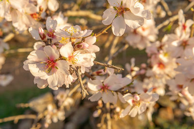 Close-up of cherry blossom