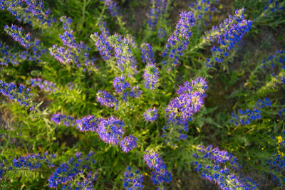 Close-up of purple lavender flowers in garden