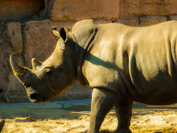 Side view of rhinoceros in zoo
