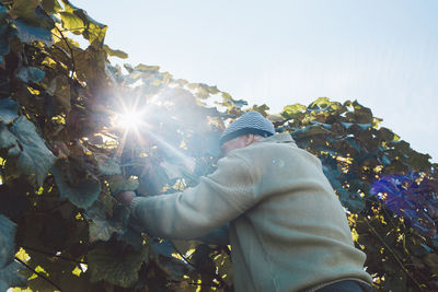 Man picking grapes from tree against sky