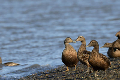 Ducks in a lake