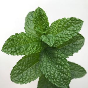Close-up of fresh green leaves against white background
