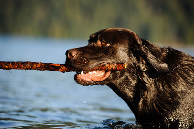 Close-up of black dog in water