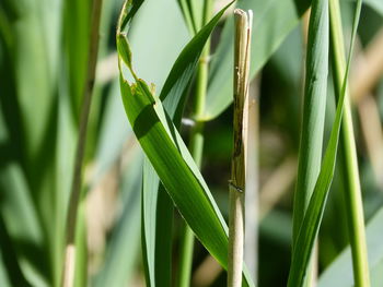 Close-up of bamboo plant