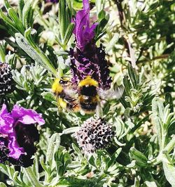 Close-up of bee on purple flowers
