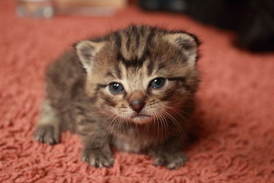 Close-up portrait of kitten