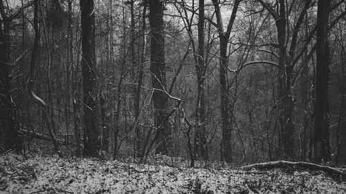 Bare trees in forest
