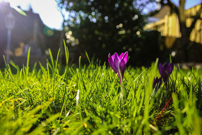 Close-up of purple crocus flowers on field