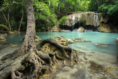 Scenic view of waterfall in forest