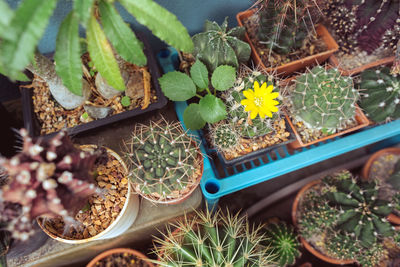 High angle view of potted plants