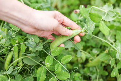 Midsection of person holding plant