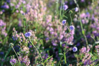 Close-up of purple flowering plants on field