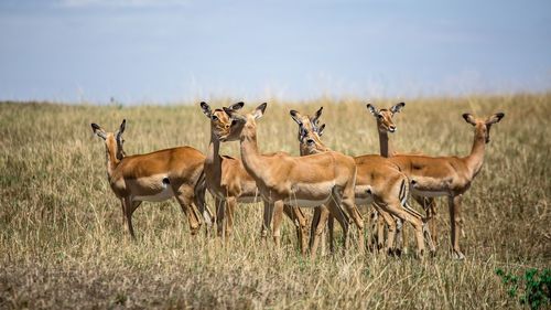 Sheep standing on field against sky
