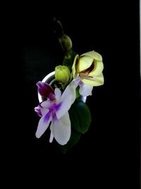 Close-up of flowers over black background