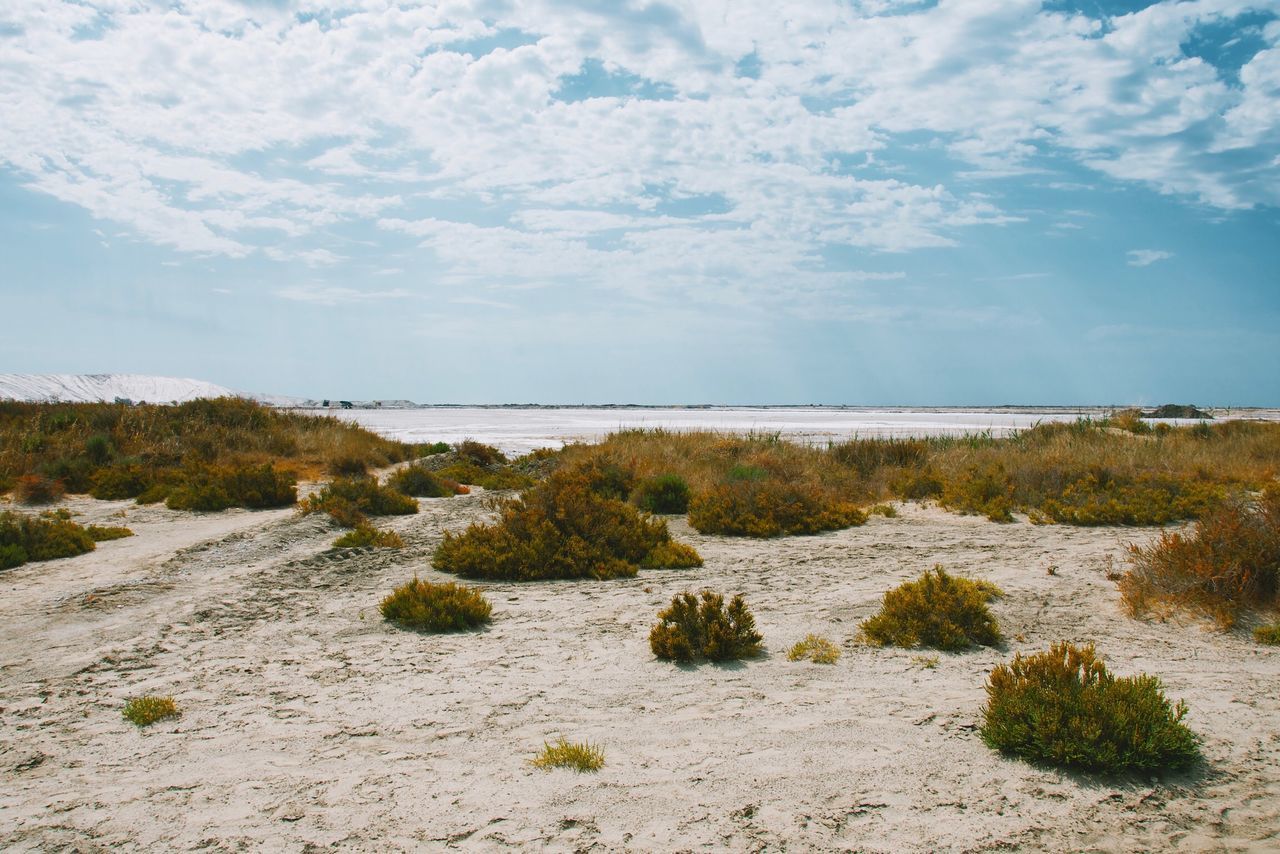 PLANTS ON BEACH AGAINST SKY