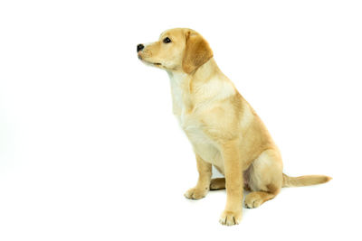 View of a dog looking away against white background