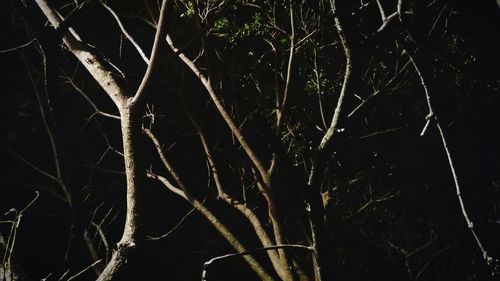 Low angle view of spider web against sky at night